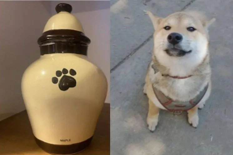 Envió su mascota a un campamento de perros y le devolvieron una urna con sus cenizas