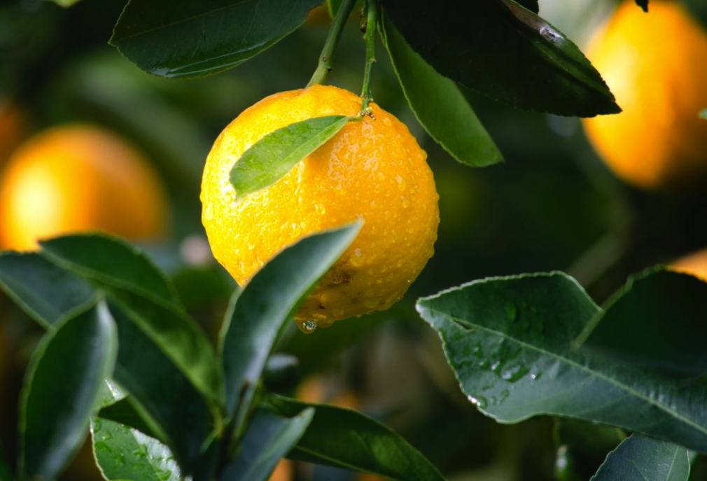 La sorprendente dieta del limón para perder peso de inmediato