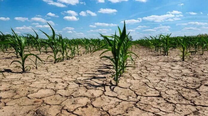 Productores de Junín y 13 distritos de la Cuarta podrán accedere a beneficios de Nación por la sequía