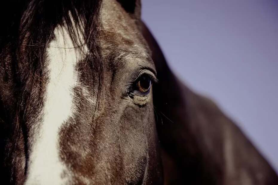 Brote de encefalomielitis equina: cómo se transmite la enfermedad que afecta a los caballos y por qué volvió a emerger en Argentina