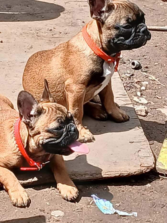 En la imagen, los perros perdidos que son buscados por sus dueños, que acusan a la mujer a la cual agredieron